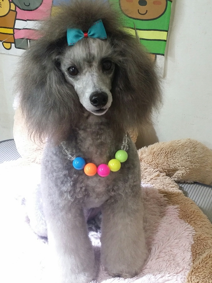 가위공쥬 이미지