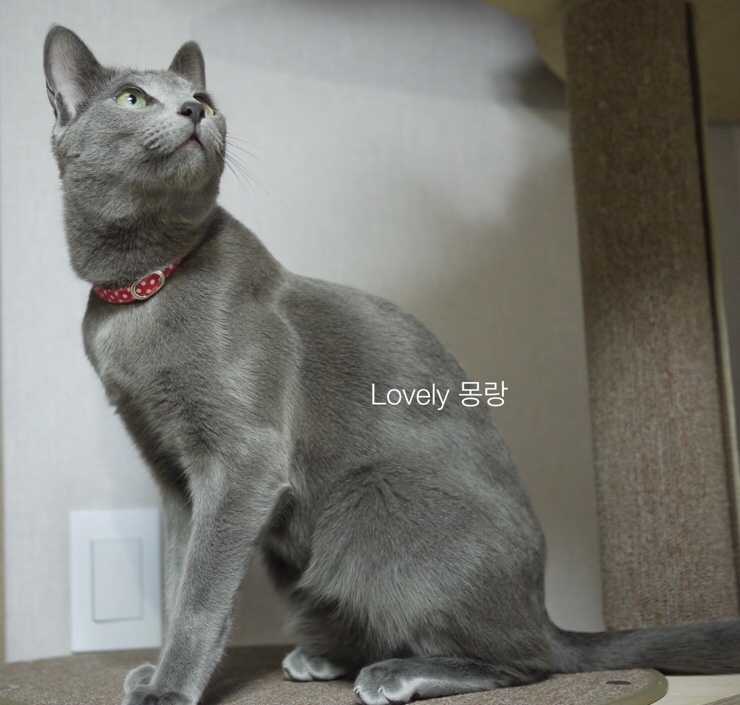 몽랑 이미지