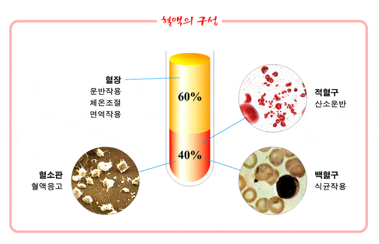 [생리학] 혈액의 구성 : 네이버 블로그