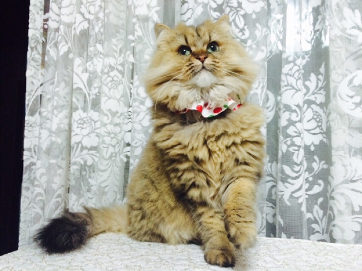 야옹아놀자 이미지