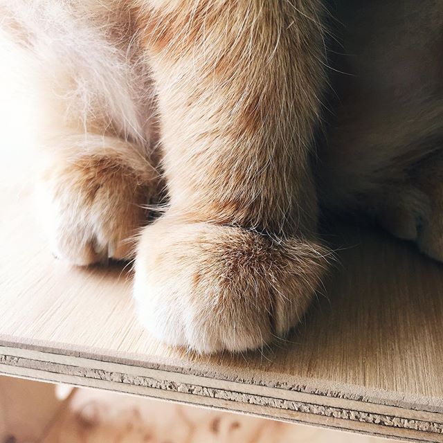 호두마루 이미지