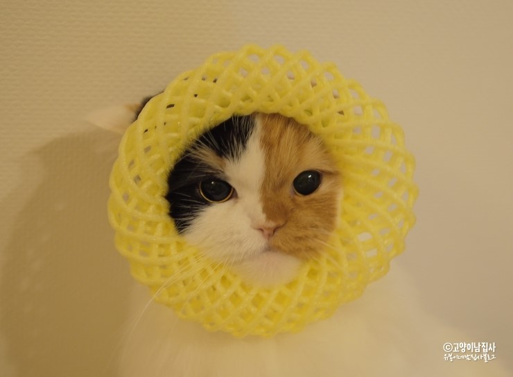 퐁즈 이미지