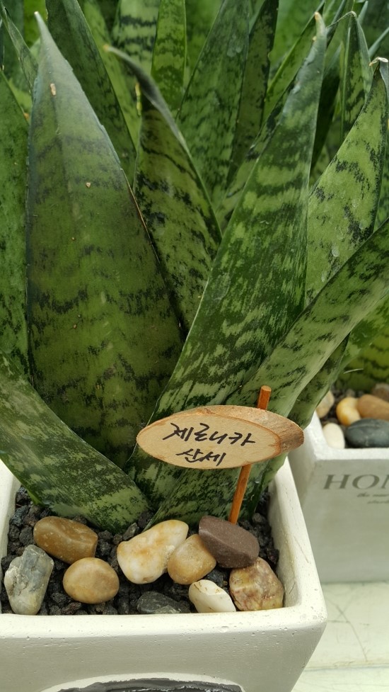 플라워누리 이미지