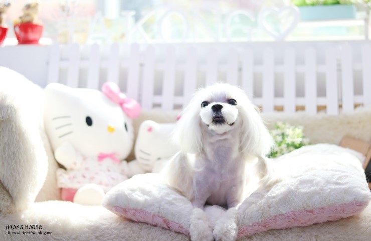 꼬지하우스 이미지
