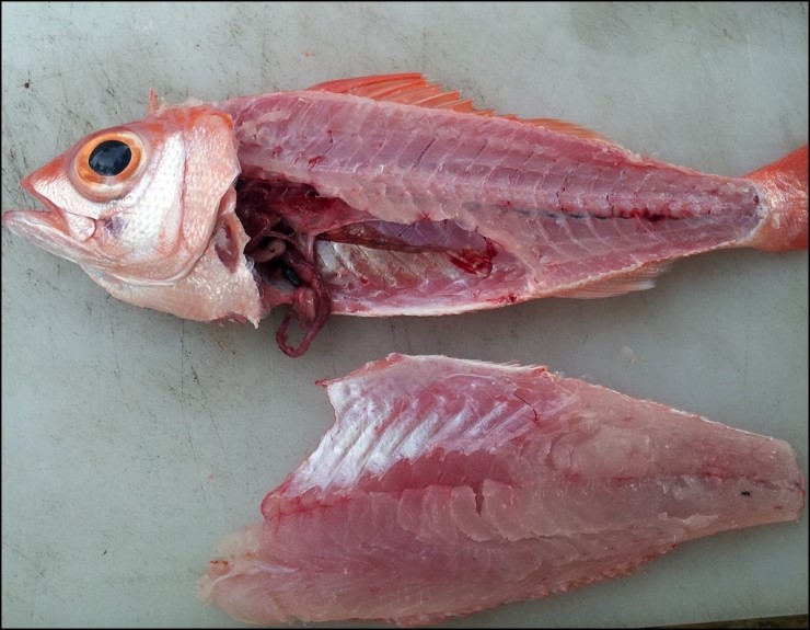 오나가(ONAGA) 이미지