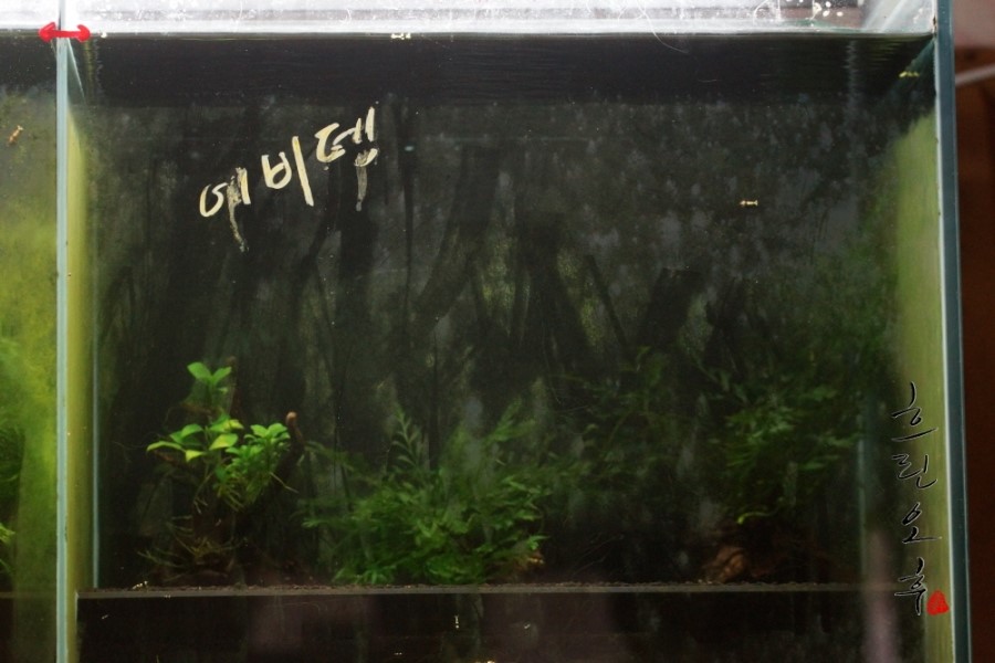 준영파파네 이미지
