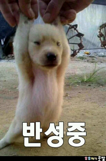헤어미고 이미지