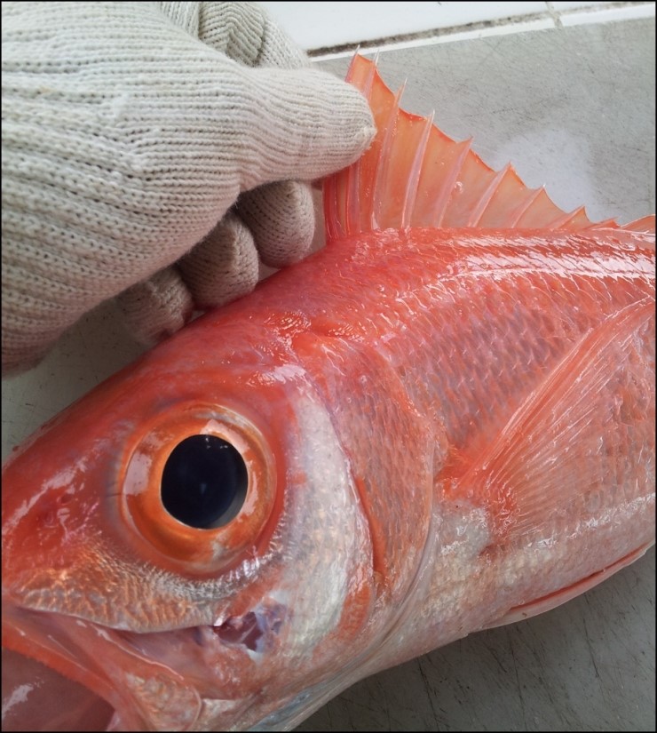 오나가(ONAGA) 이미지