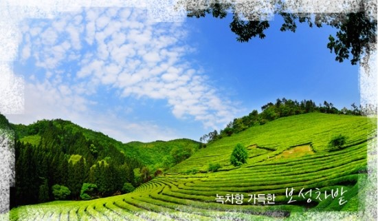 보성광고 이미지