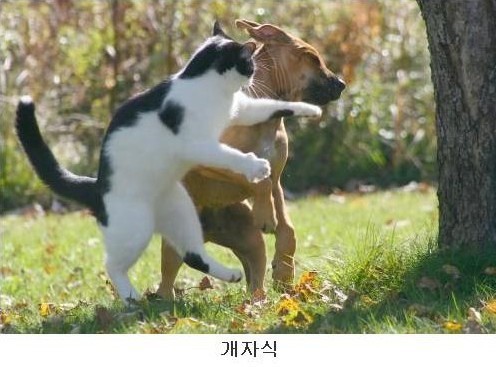 본젤라또 이미지