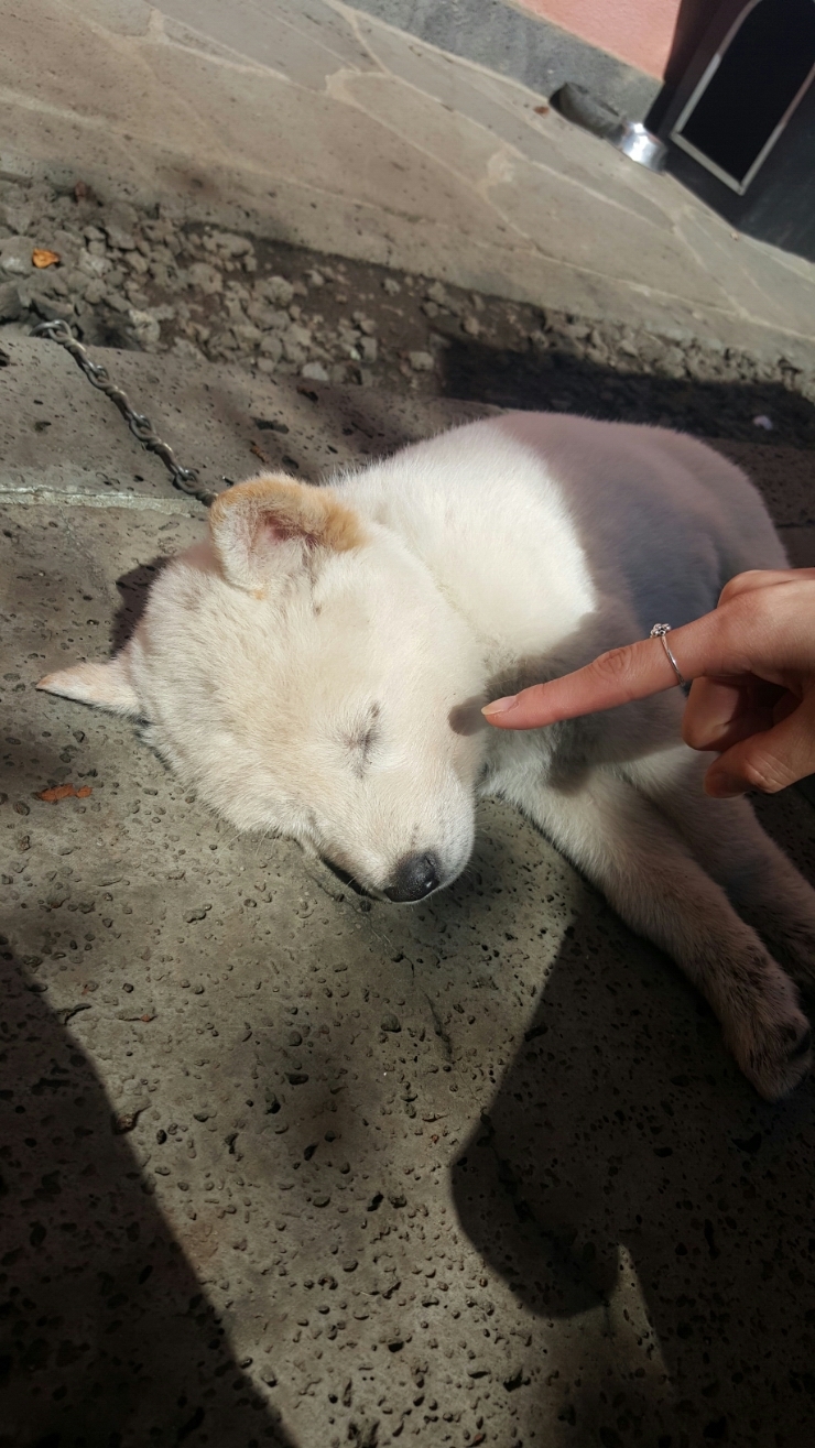 백구야놀자 이미지