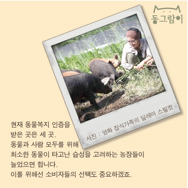 돼지이야기 이미지