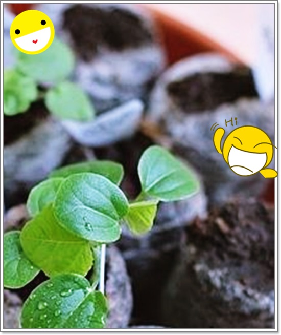 리아허브 이미지