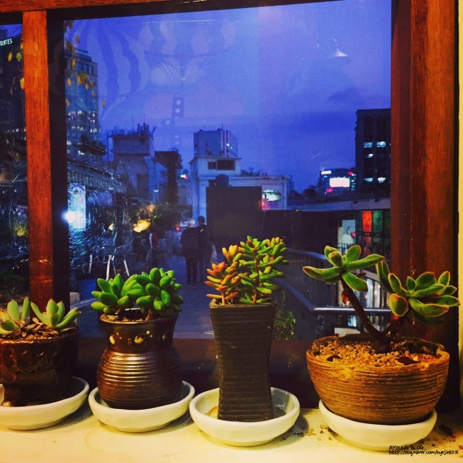 인사동다육 이미지