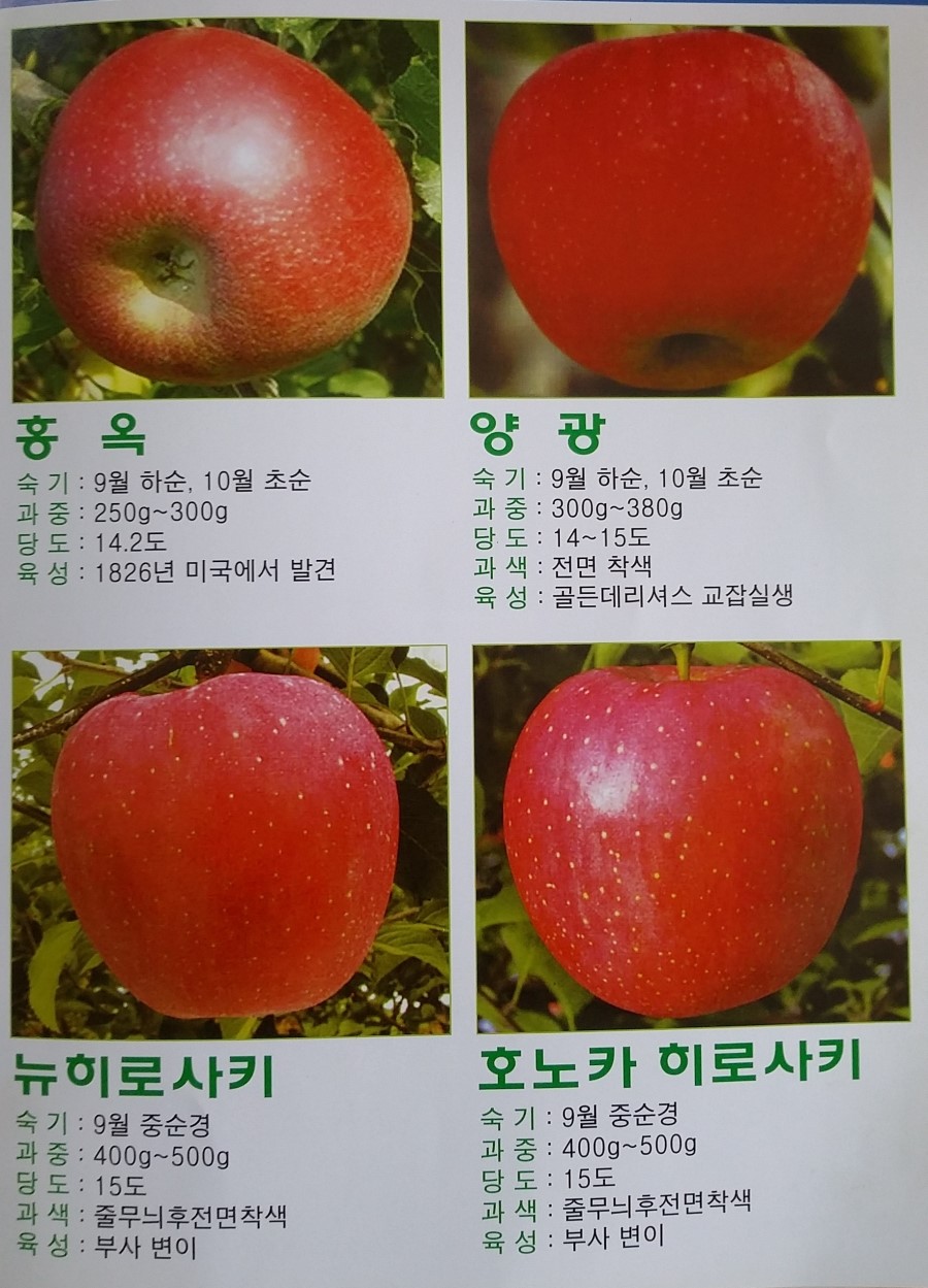 사과종류, 사과품종, 사과수확시기 알아보기 : 네이버 블로그