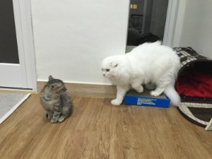 희싸롱 이미지
