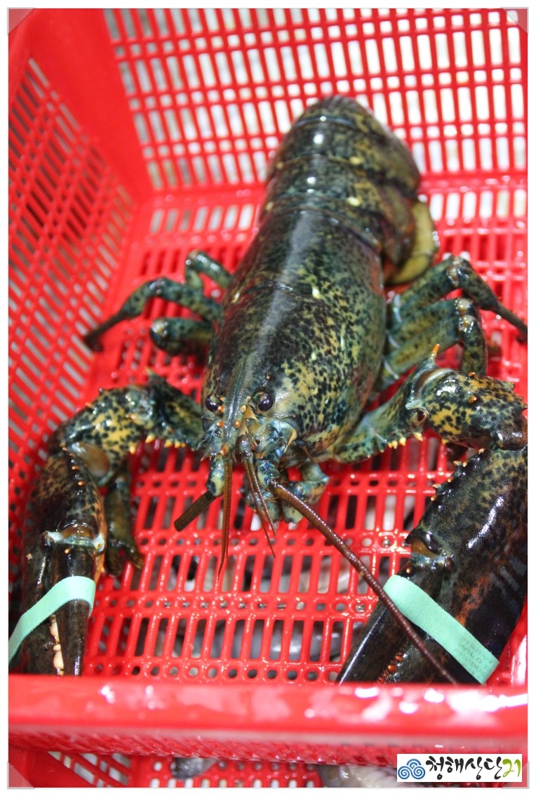 영진회센타 이미지