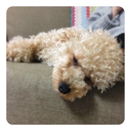 동호담배 이미지