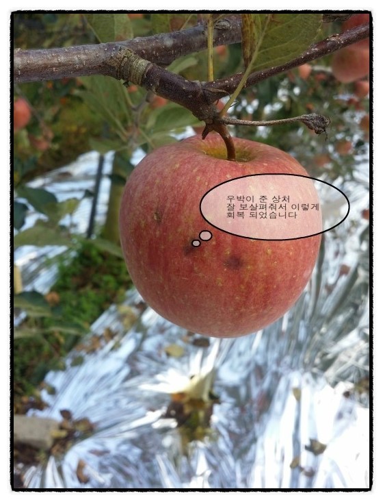 풋가실 농원 이미지