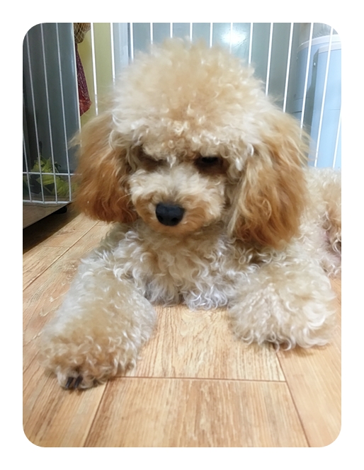 동호담배 이미지