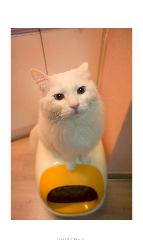 신성카메라 이미지