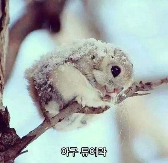 갈비둥지로 이미지