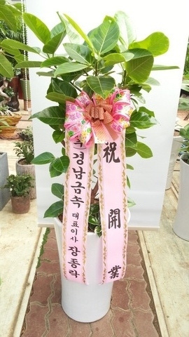더라온플라워 이미지