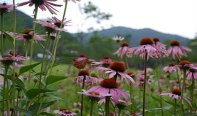 트리마켓 이미지