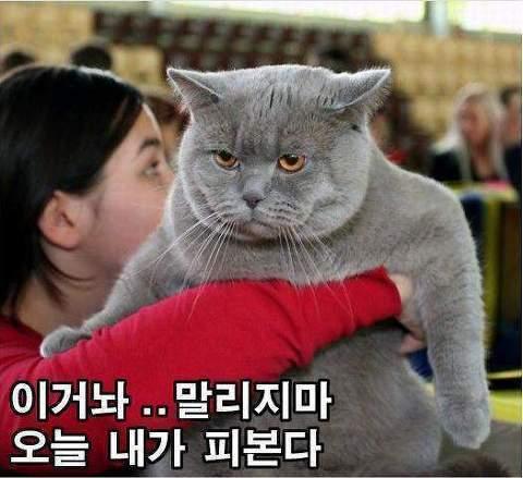 신짜오쌀국수 이미지