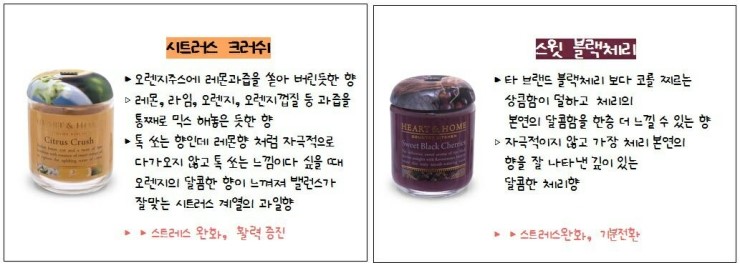 캔들나무 이미지