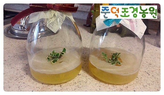 배양팜농원 이미지