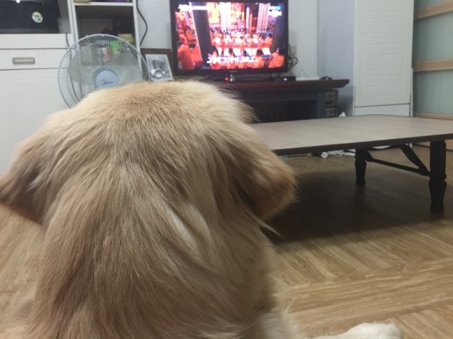 엘런티비 이미지