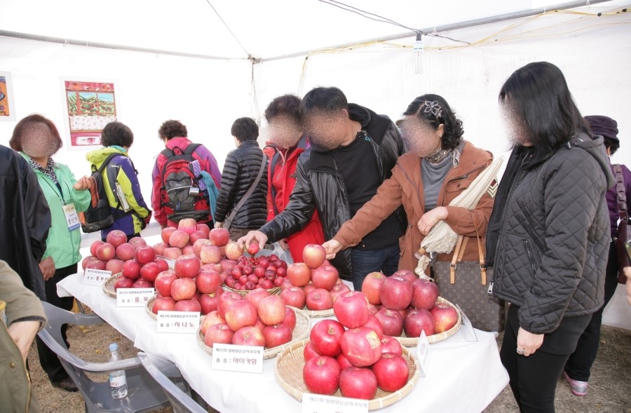 얼음골사과 이미지