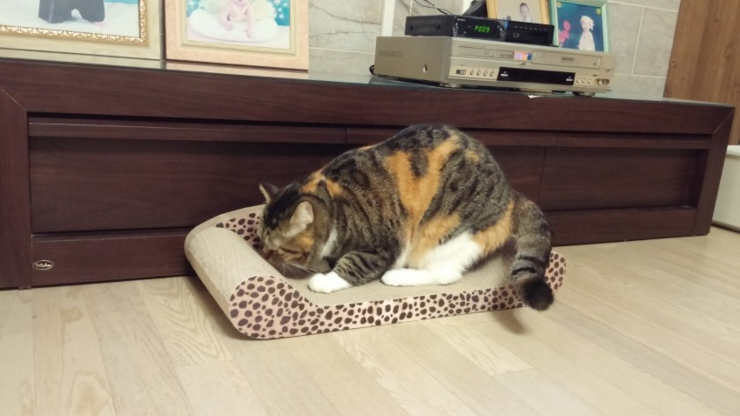 마이수리 이미지