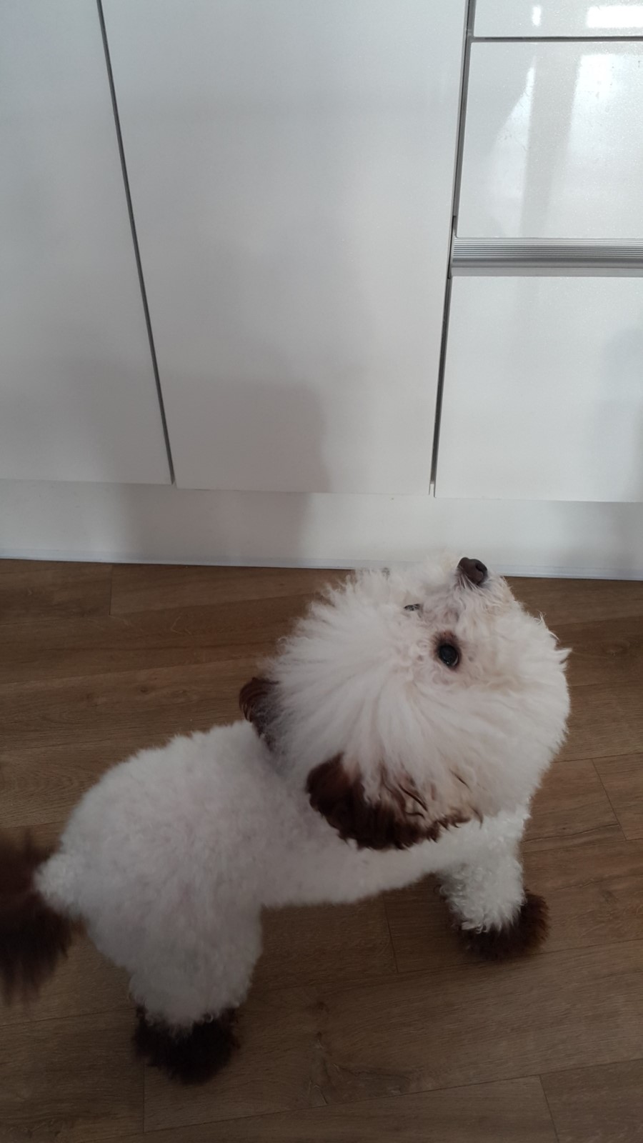 코코부엉이 이미지