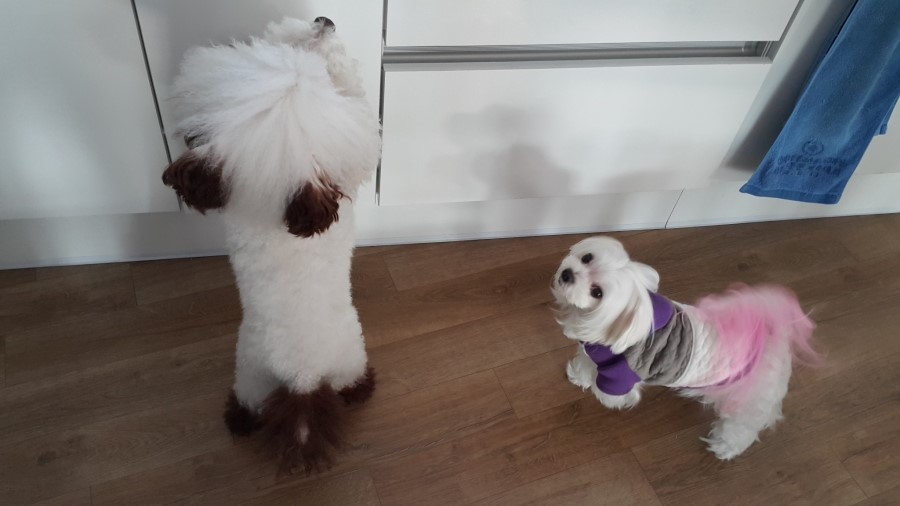 코코부엉이 이미지