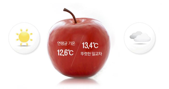 고운잎사과 이미지
