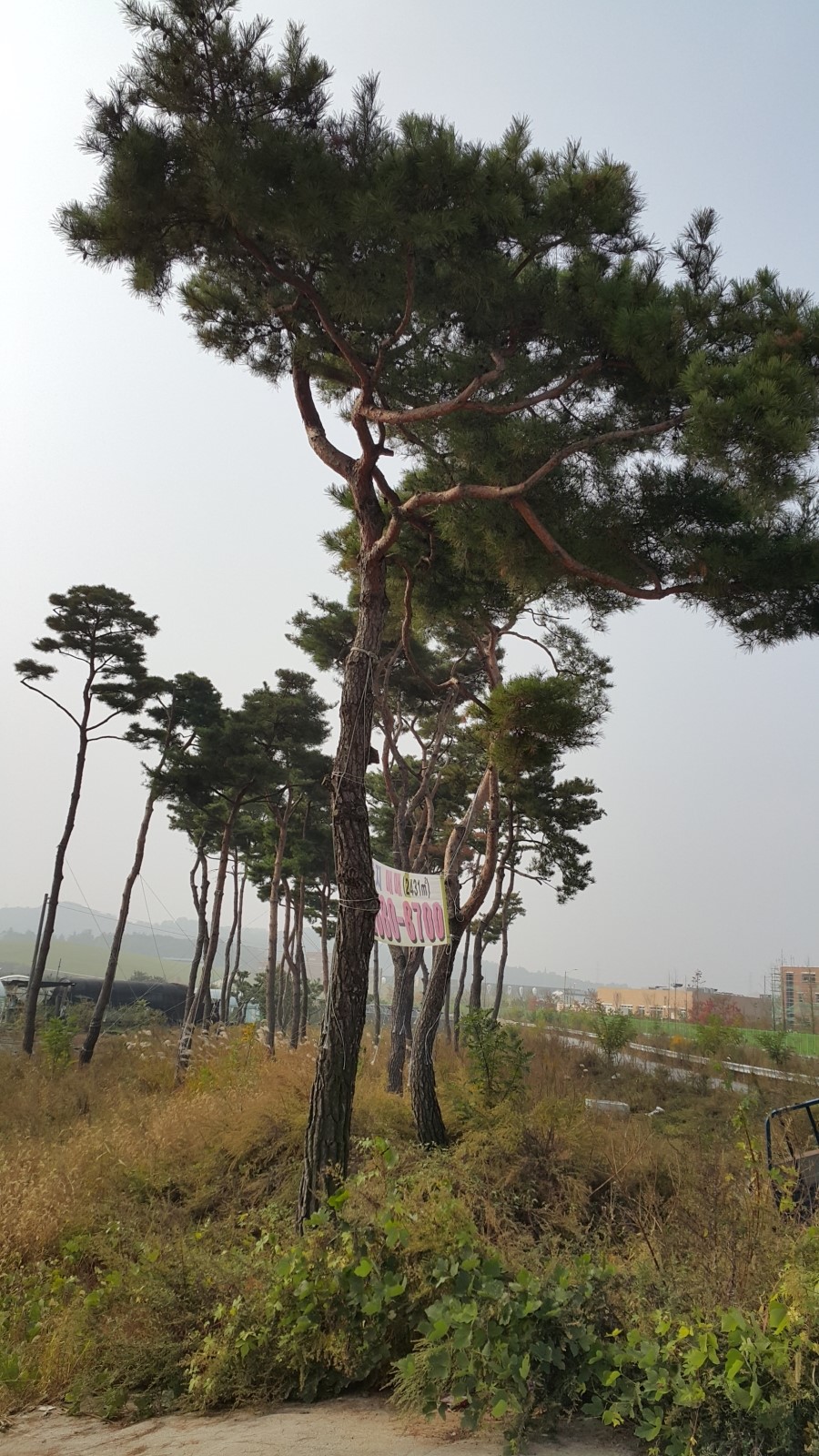 소나무분식 이미지