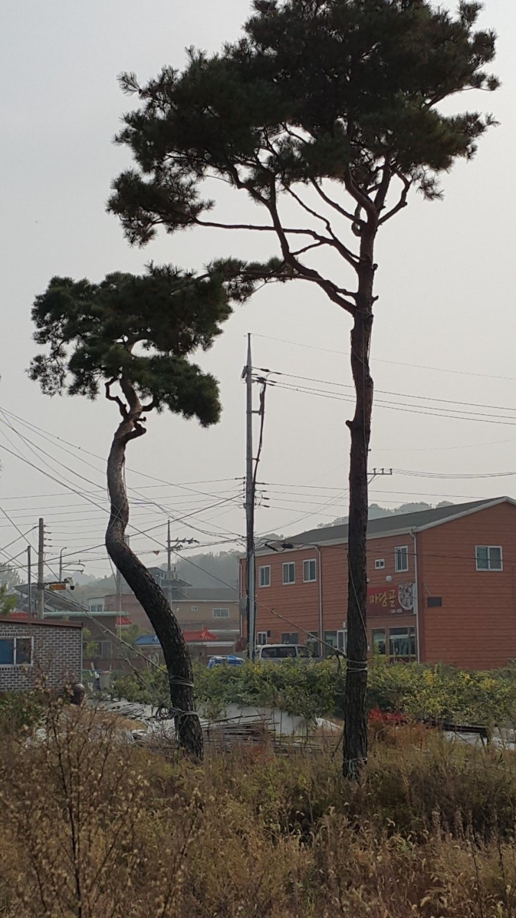 소나무분식 이미지