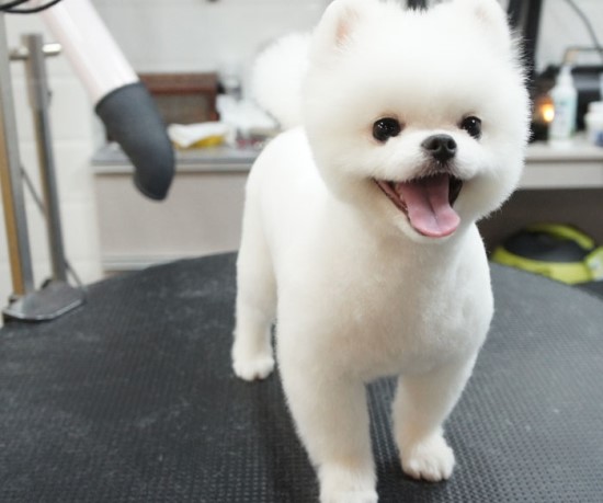 자두샵 이미지