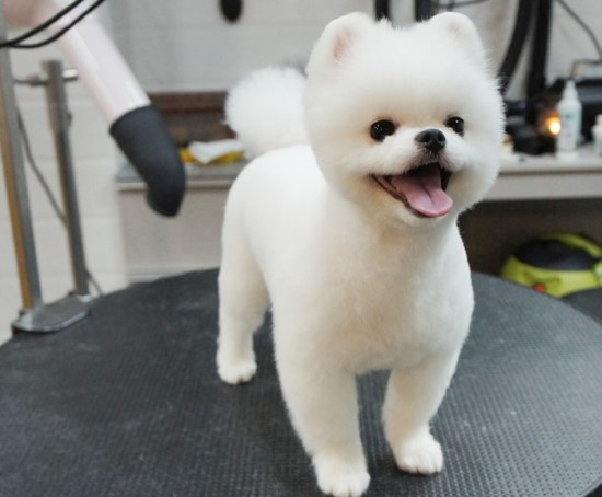 자두샵 이미지