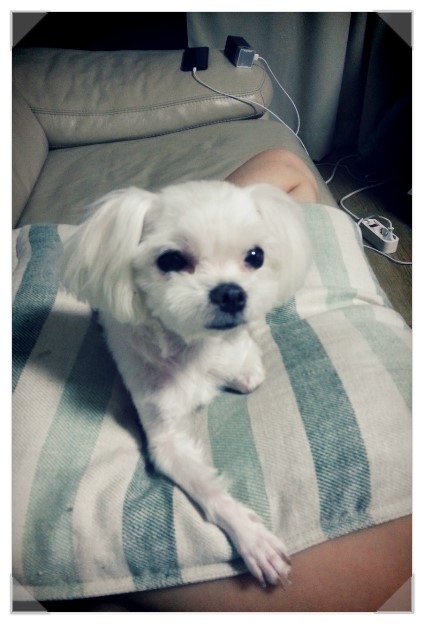 마르티스 이미지