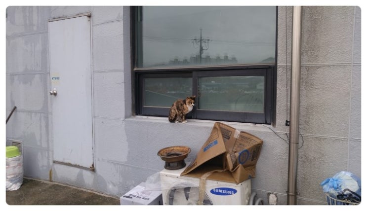 야옹이전자담배 이미지