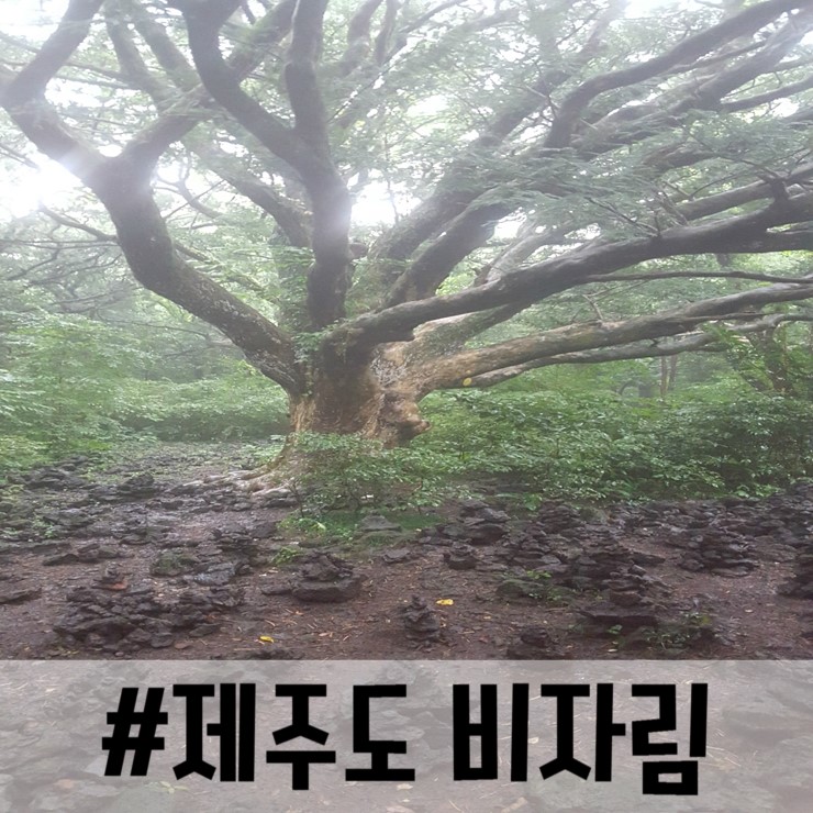 나무향내음 이미지