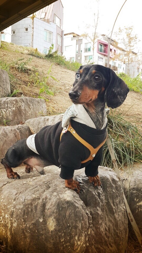 첸트로 이미지