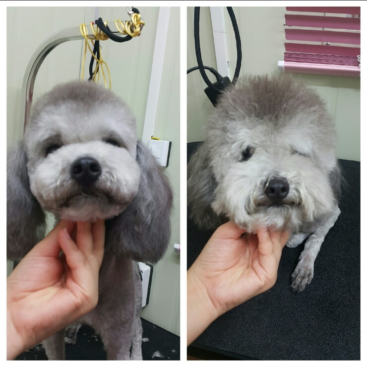 몽코 이미지