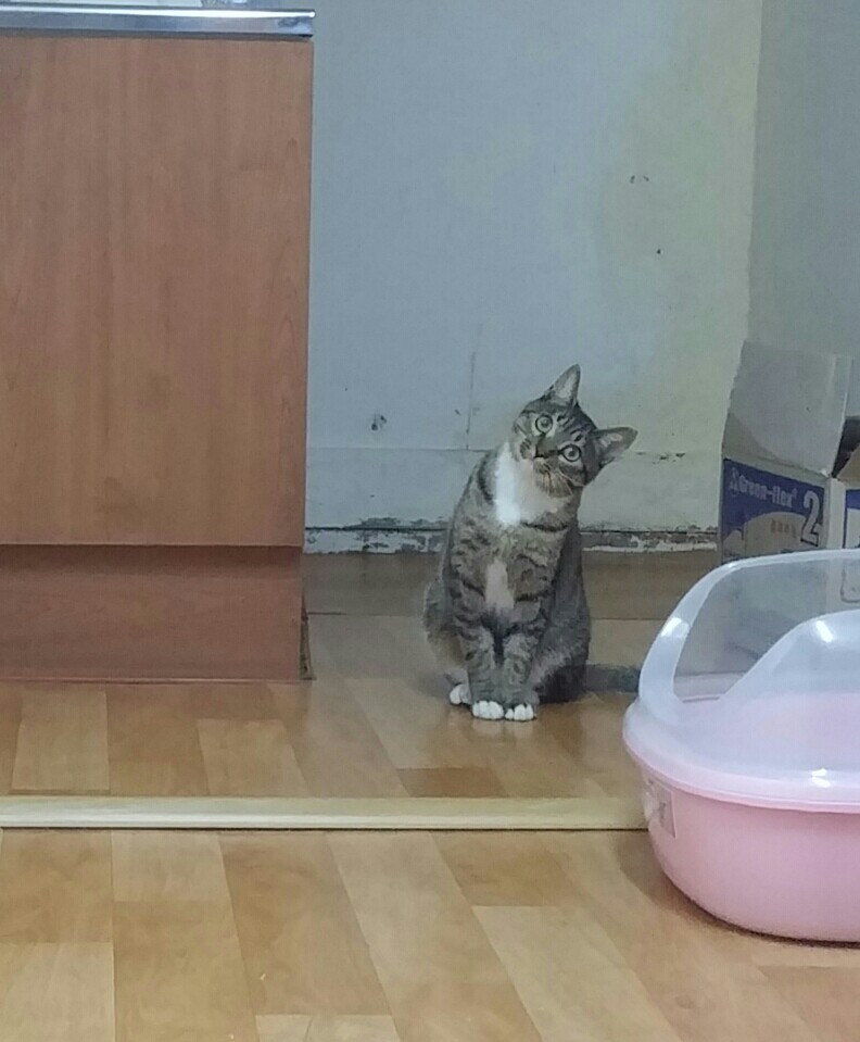 꼭지엄마 이미지