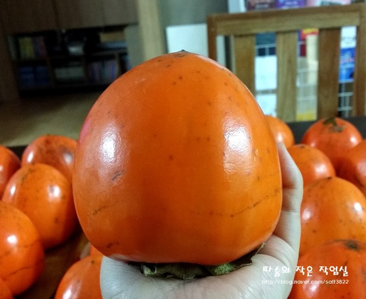 지니파파 이미지