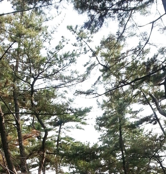 솔밭한우촌 이미지