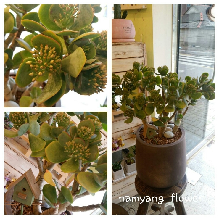 남양플라워 이미지